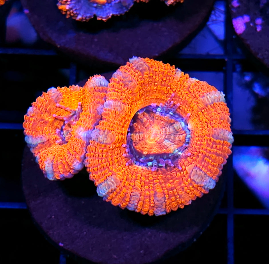Orange Julius Acan