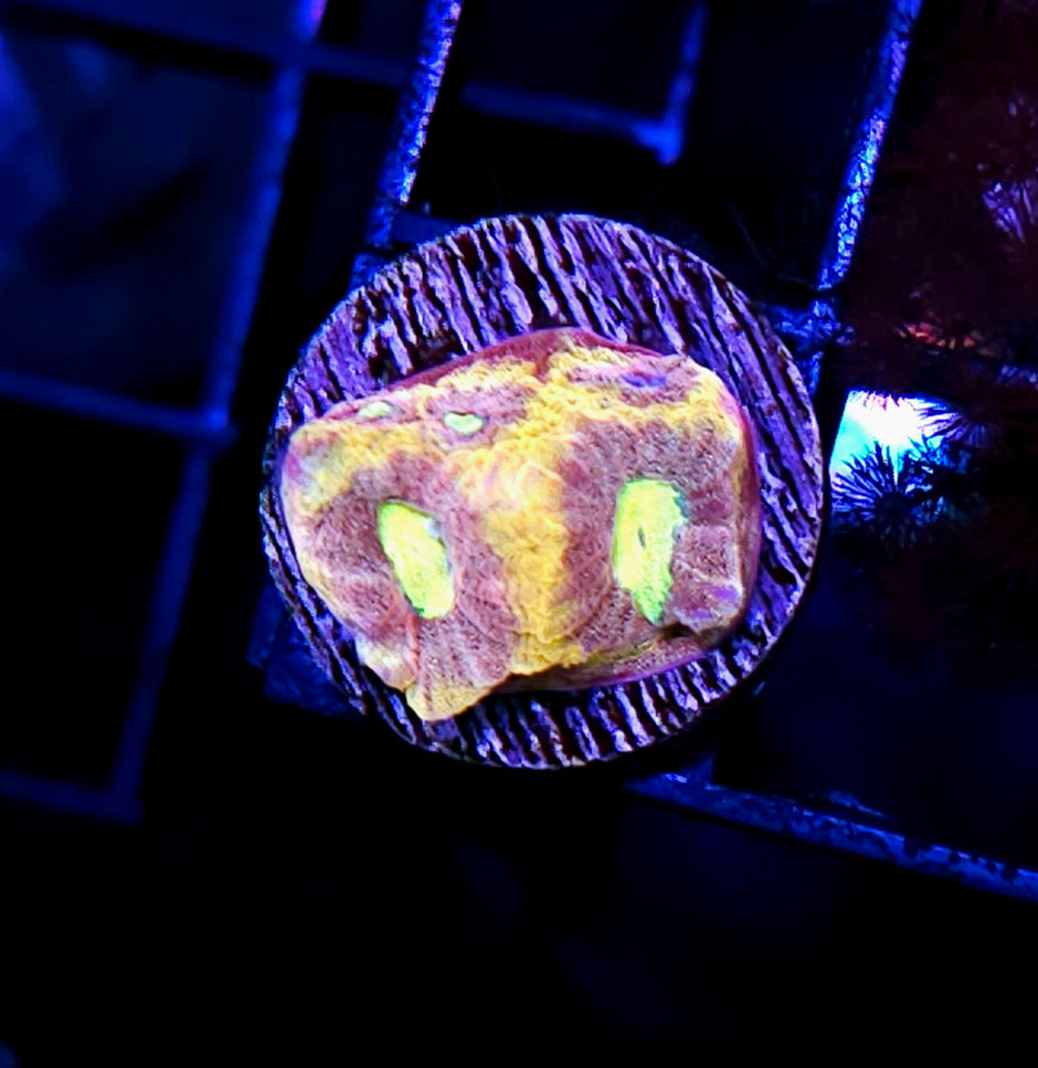 HF Necromancer Favia