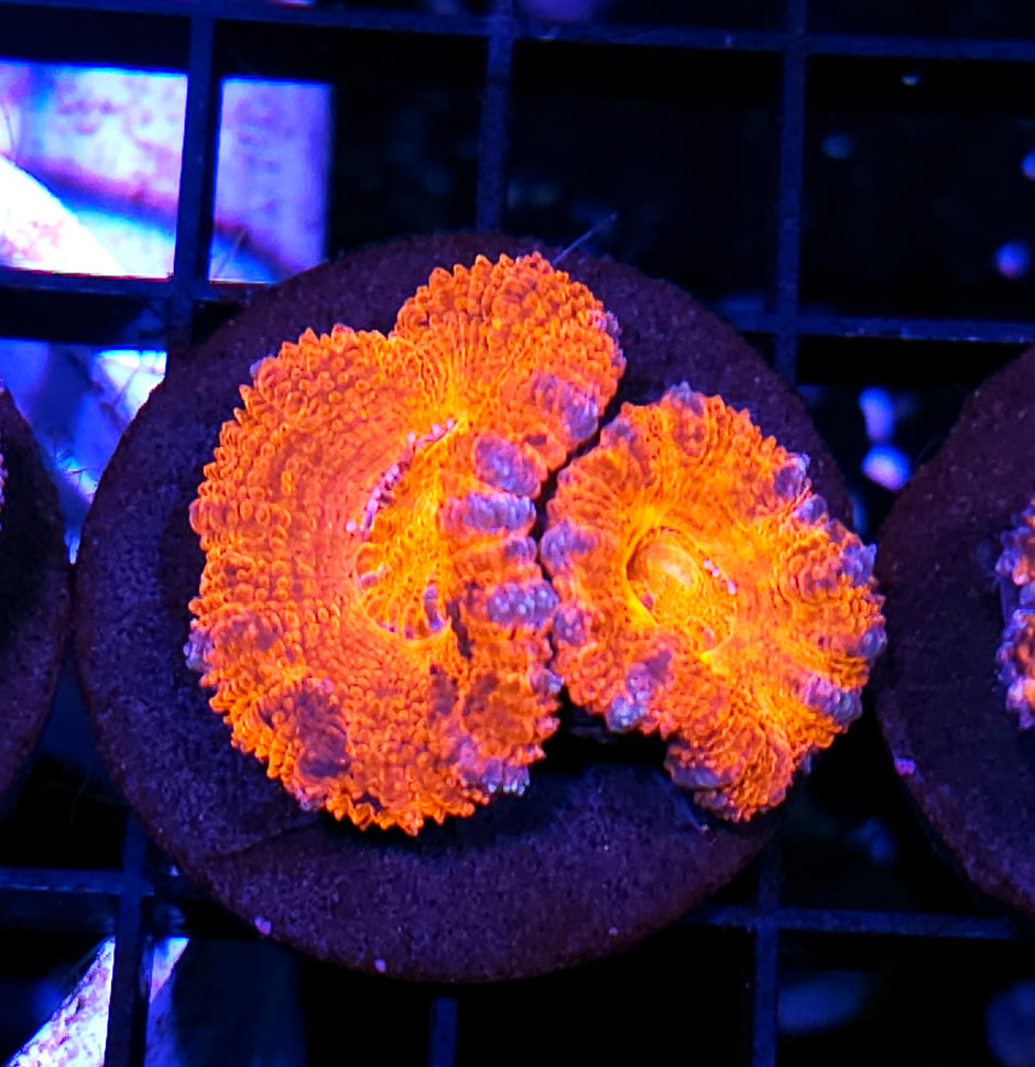 Solar Burnt Acan