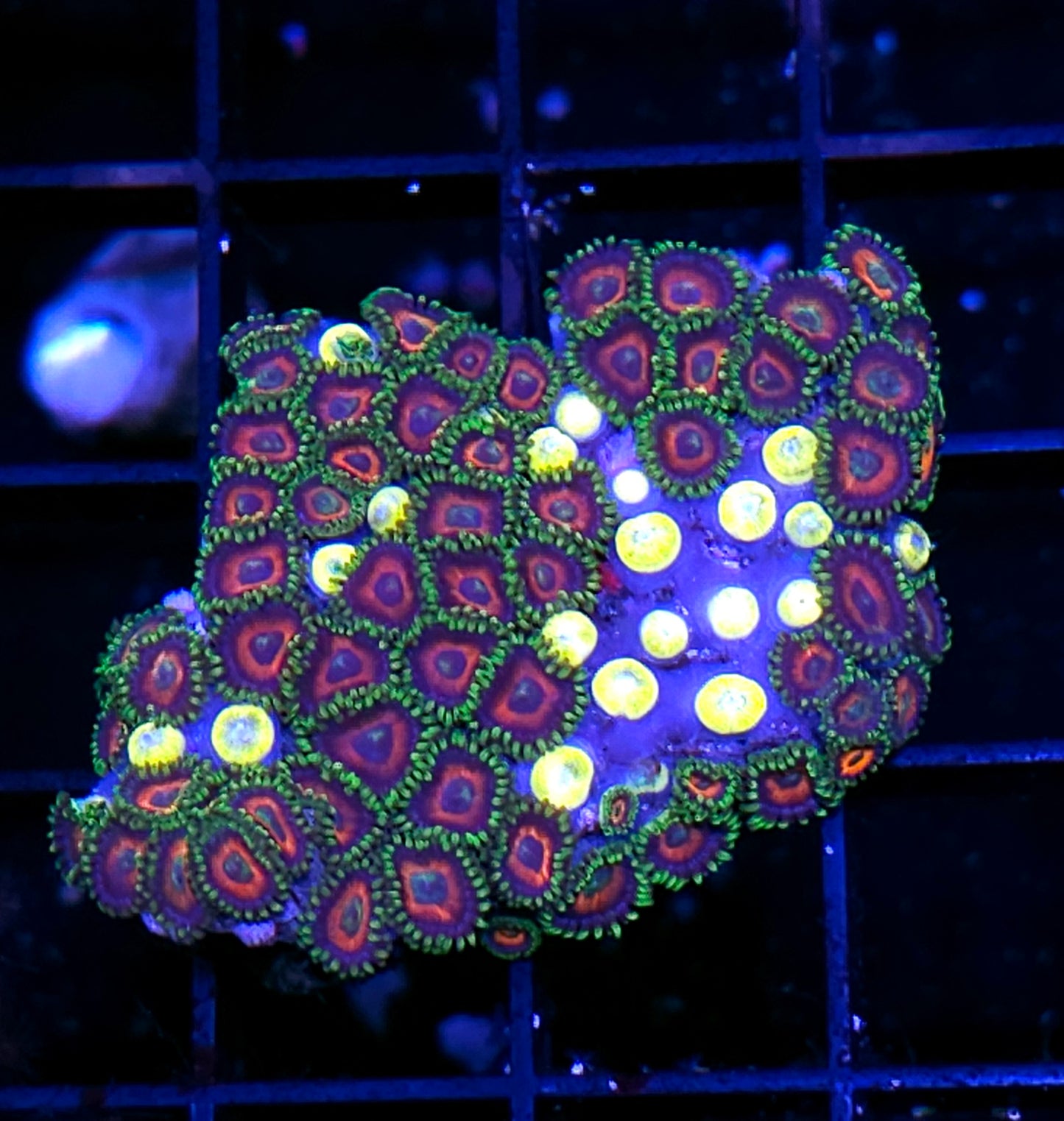 Watermelon Zoa Colony