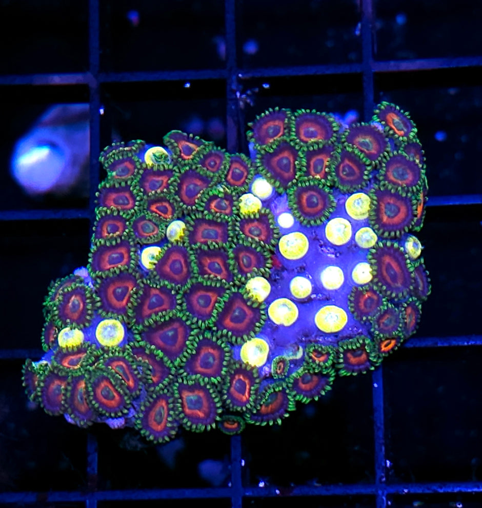 Watermelon Zoa Colony