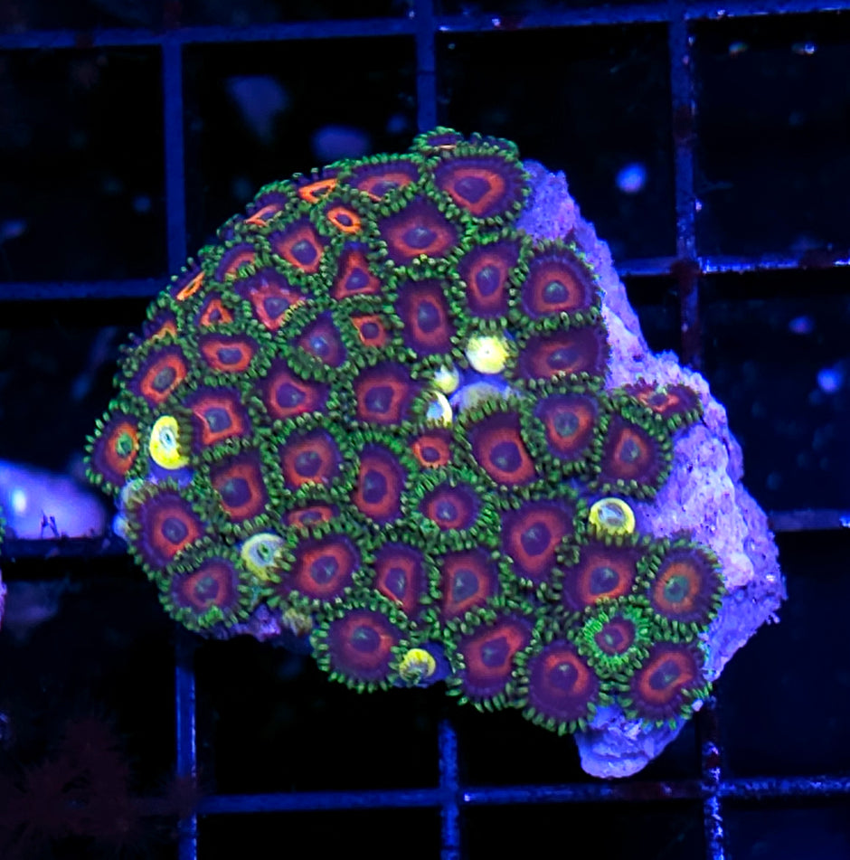 Watermelon Zoa Colony