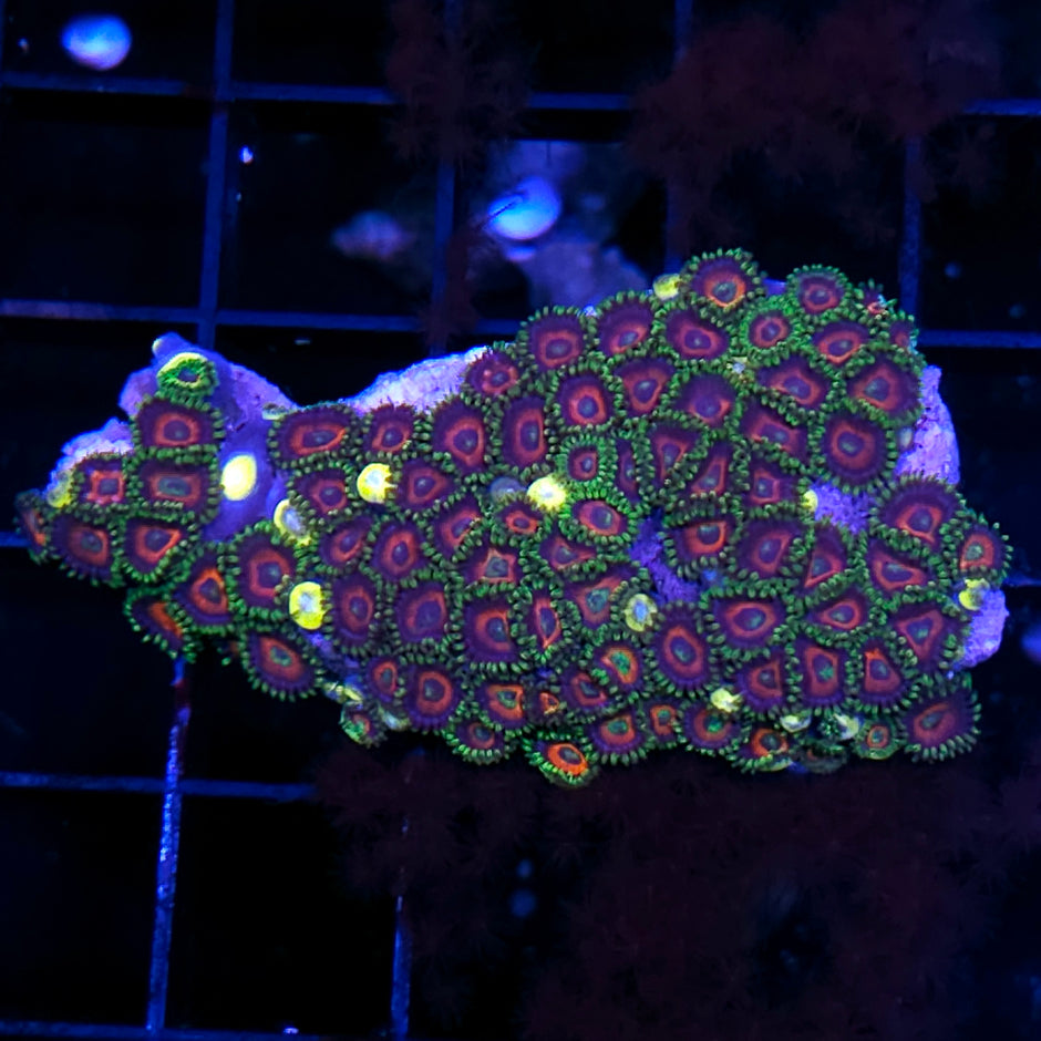 Watermelon Zoa Colony