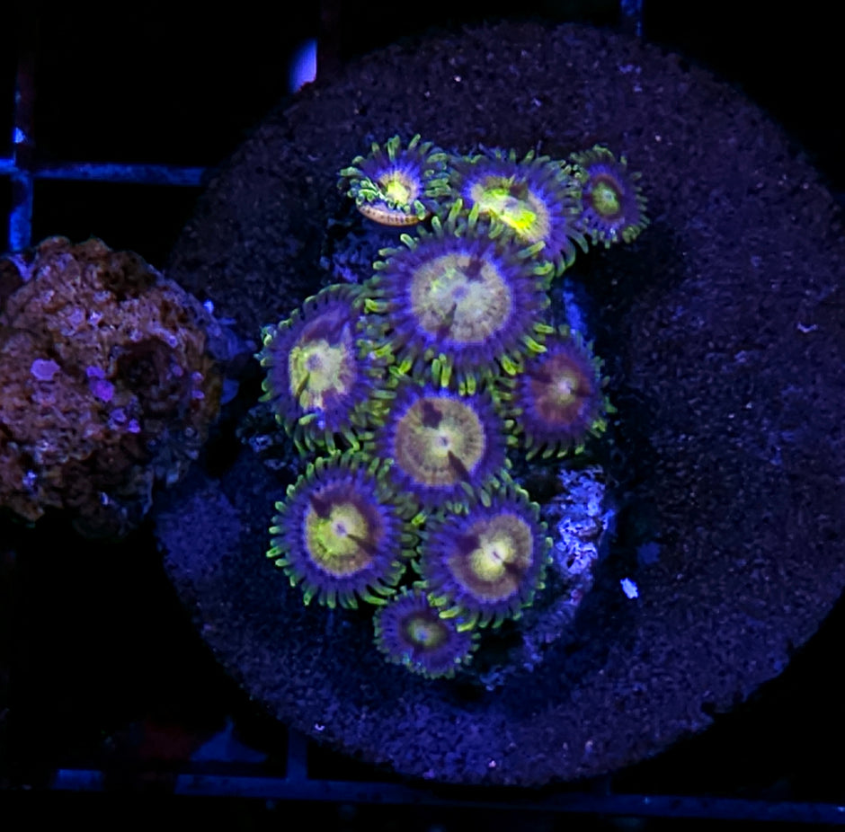 Nirvana Zoas