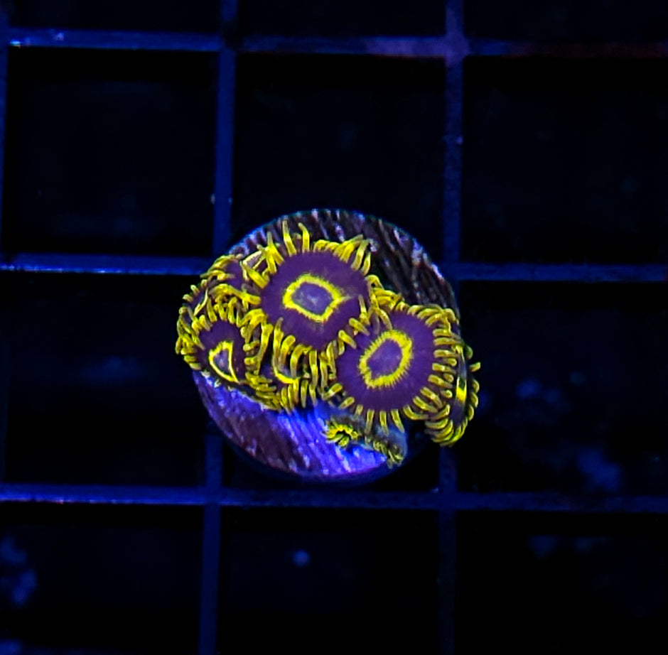 Purple Hornet Zoas