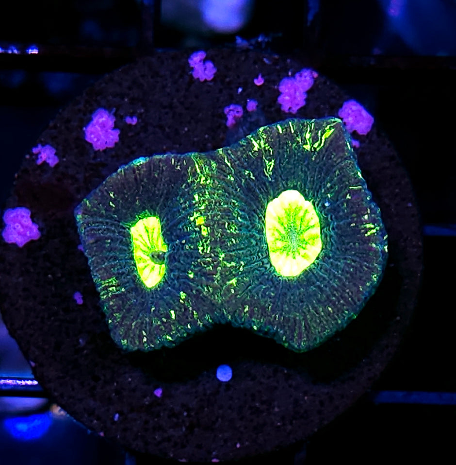 Neon Splatter Goniastrea