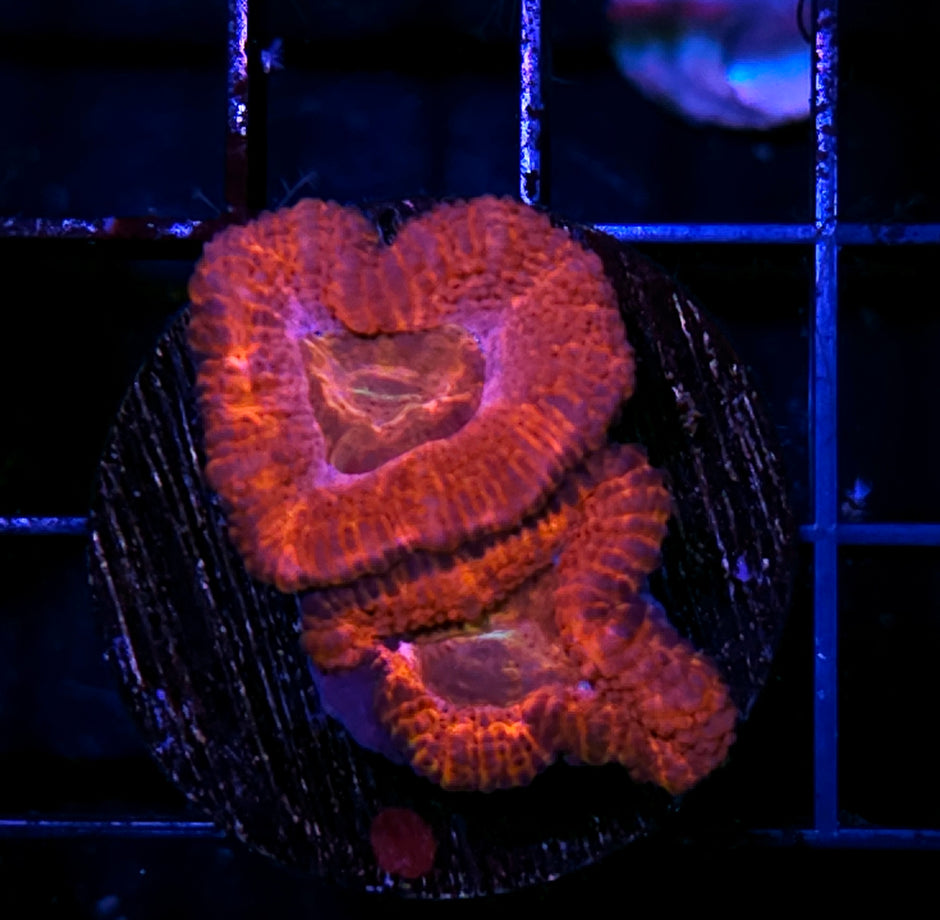 Magneto Acan
