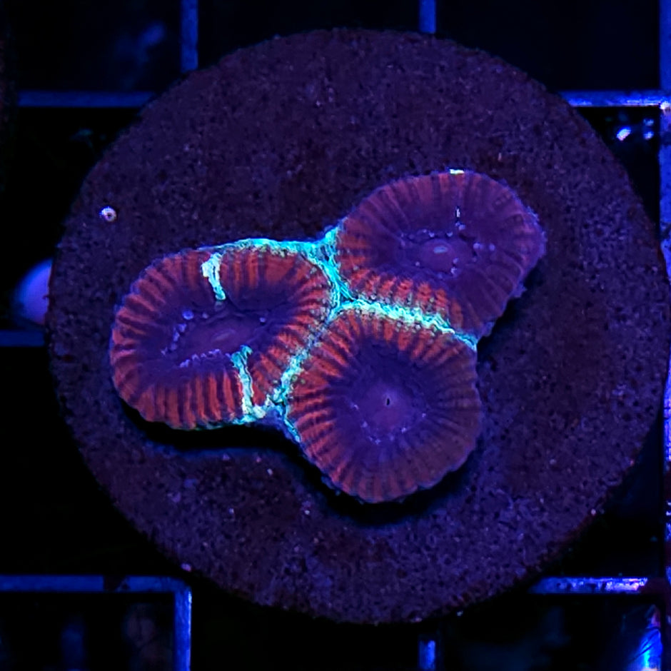 Wavy Favia