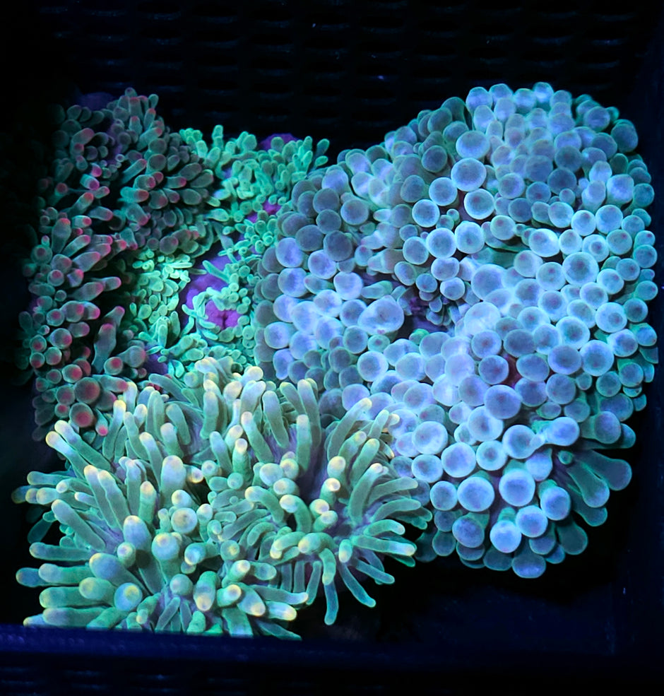 Bad Ass Bubble Anemone Customer Appreciation Deal #2 NOT WYSIWYG OUR PICK