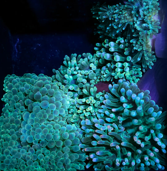 Bad Ass Bubble Anemone Customer Appreciation Deal #2 NOT WYSIWYG OUR PICK