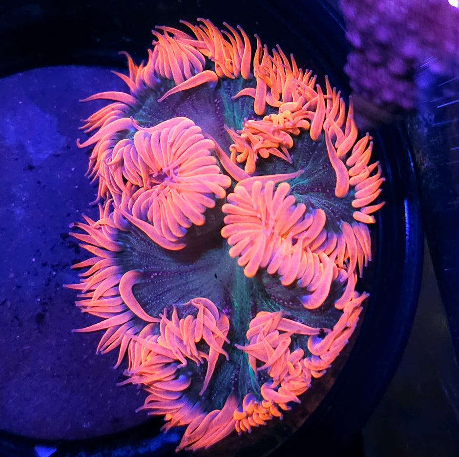 El Fuego Rosa Flower Anemone 😱