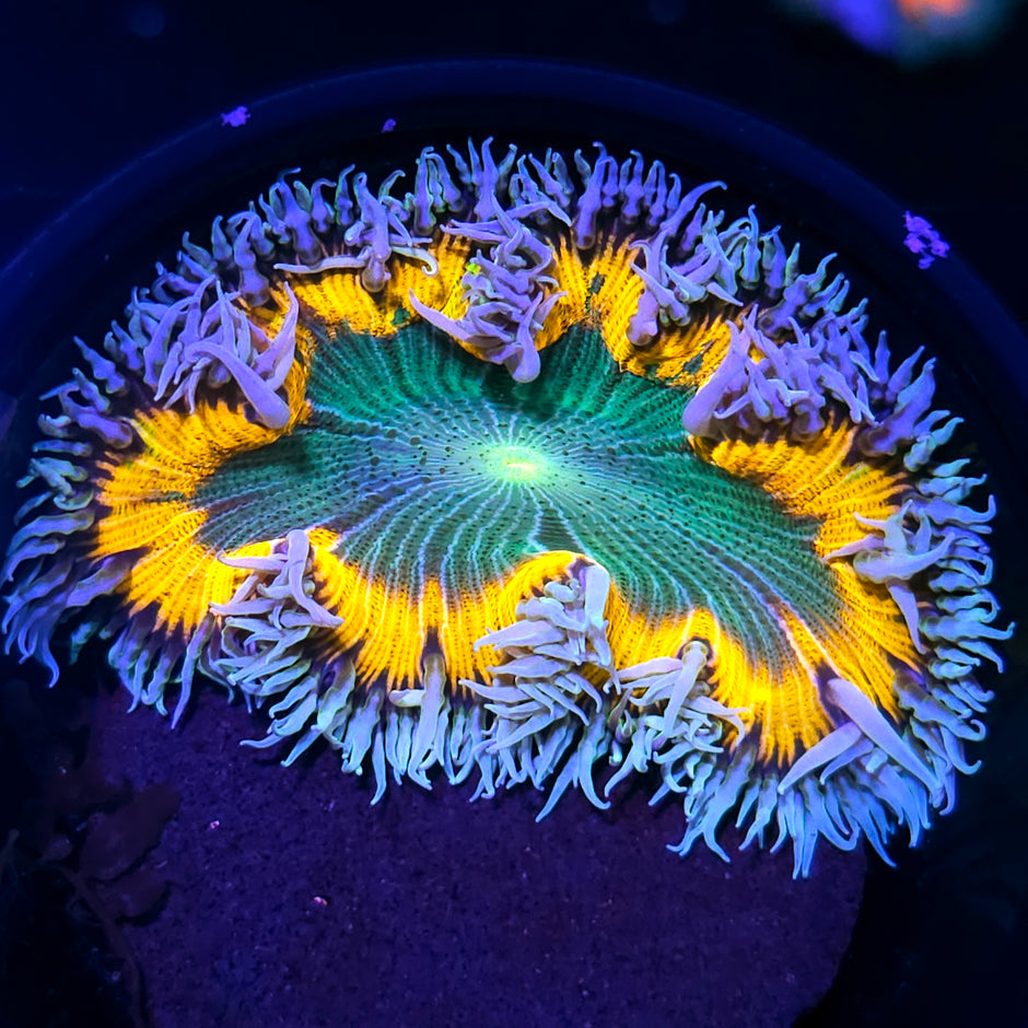 Rasta Zebra Flower Anemone 😱😱😱😱