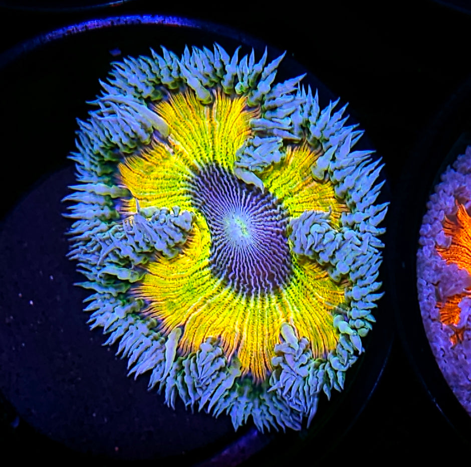 Rainbow Vortex Zebra Flower Anemone 😱🤯