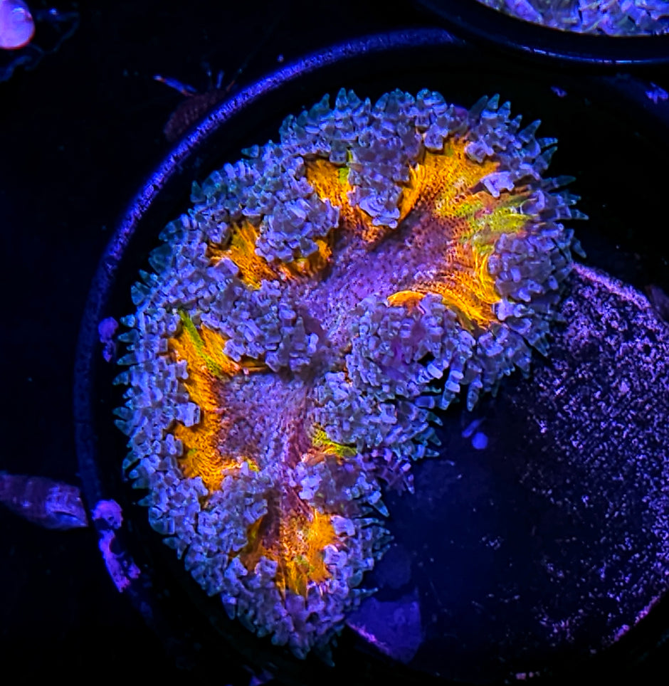 High Octane Rainbow Flower Anemone