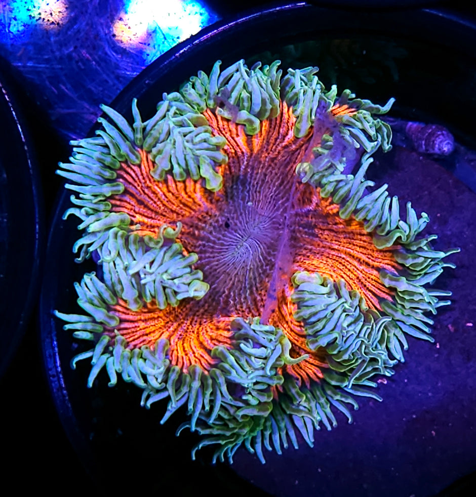 Goblin Zebra Flower Anemone