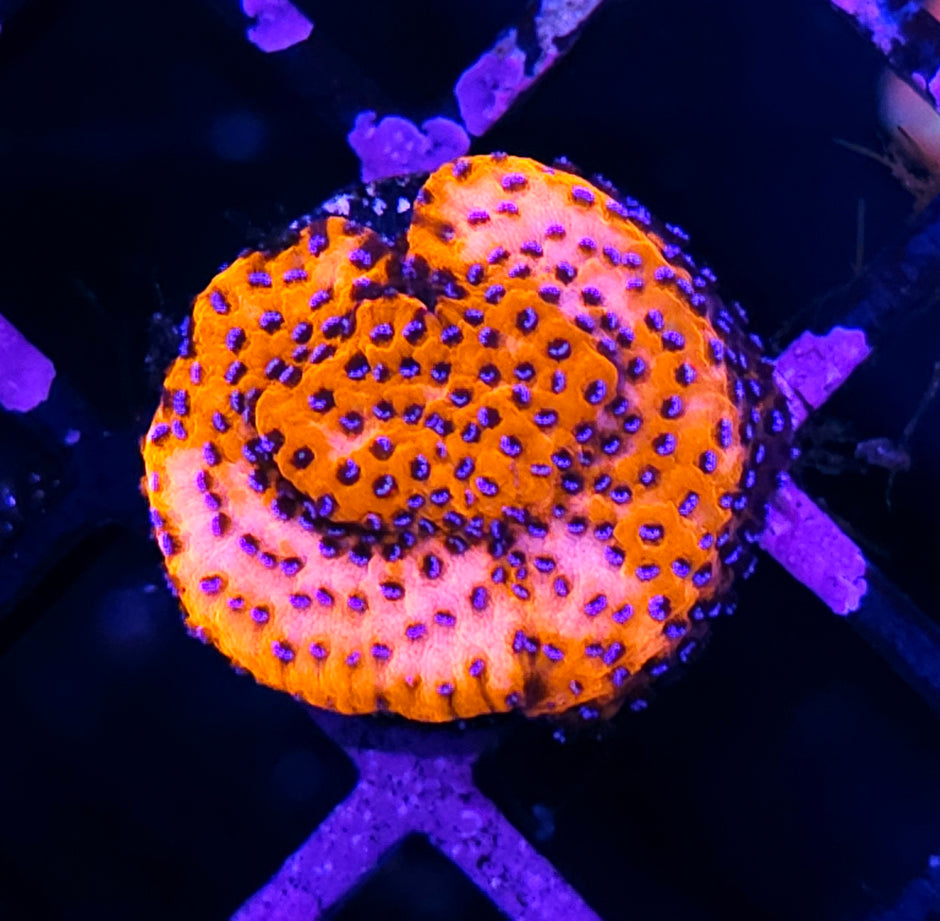 Mystic Sunset Montipora