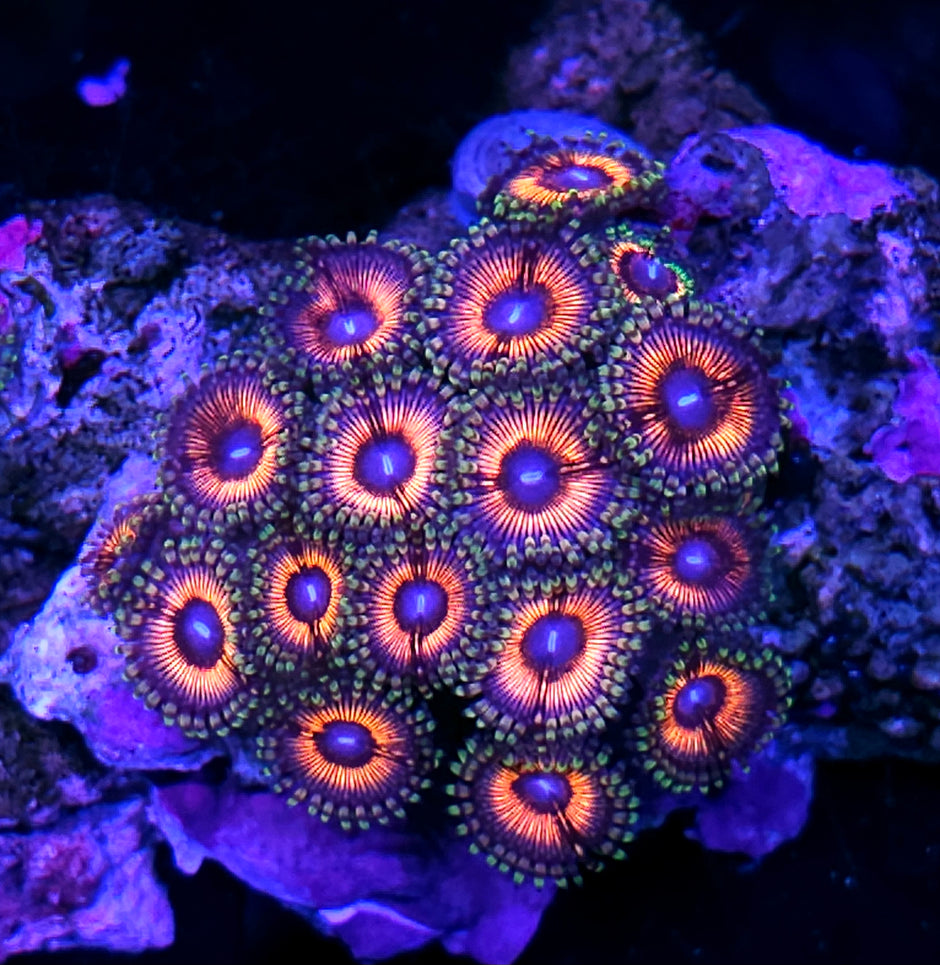 Pink Nitro Zoa Colony