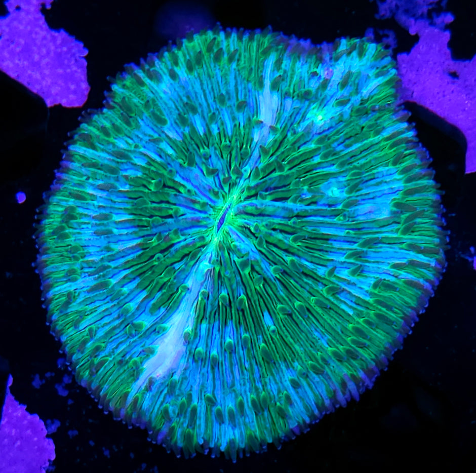 Crazy Fungia Plate