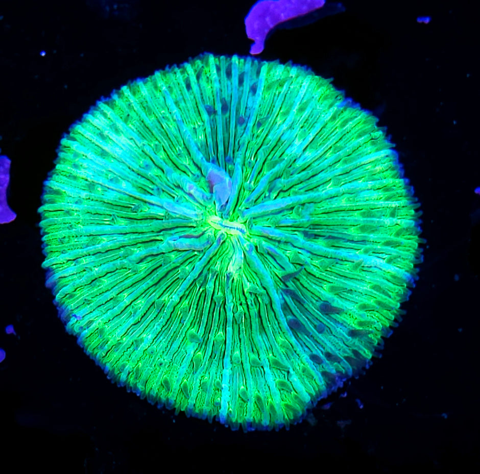 Graft Splash Fungia Plate