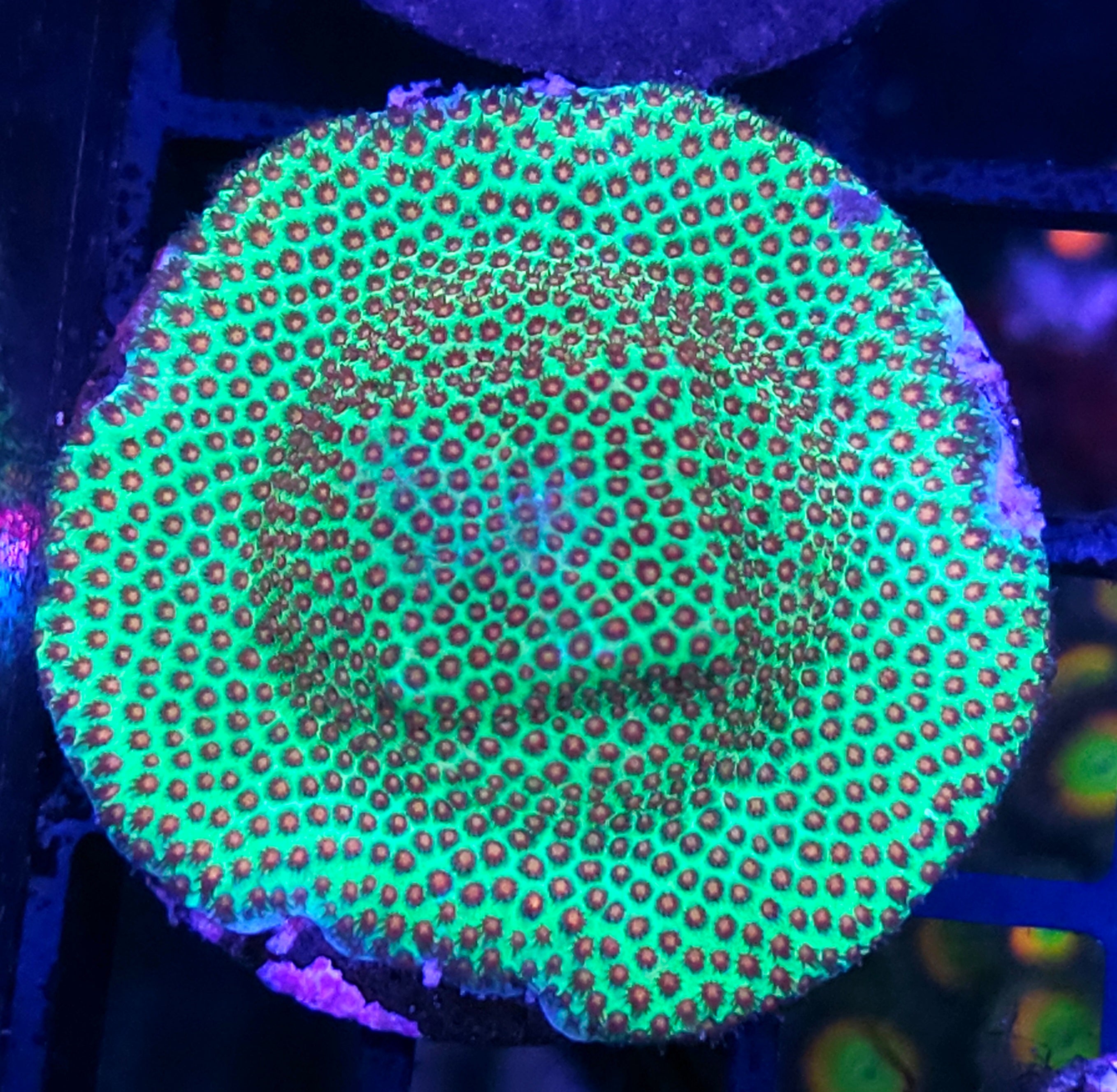 SPS Coral – Hellfire Frags