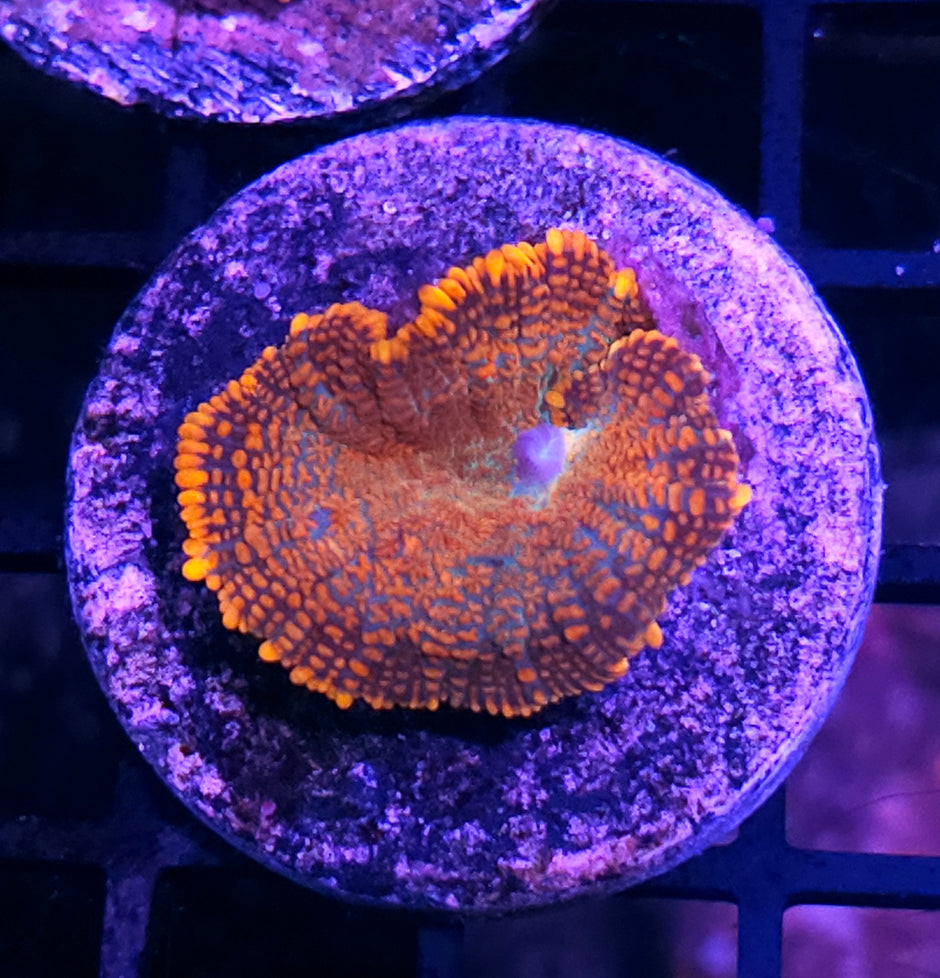 Fireball Mushroom