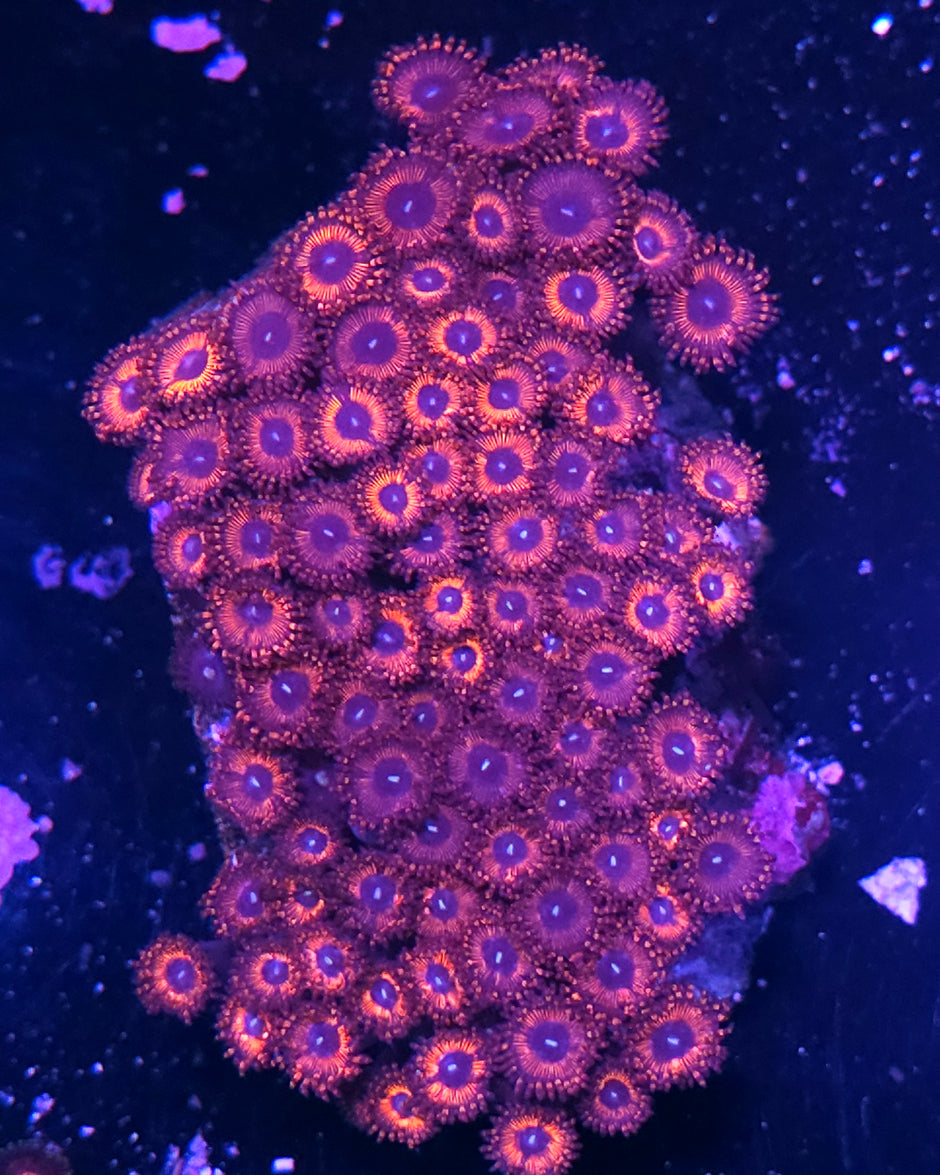 Armageddon Zoa Colony