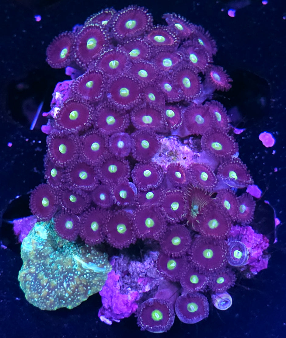 Cats Eye Zoa Colony