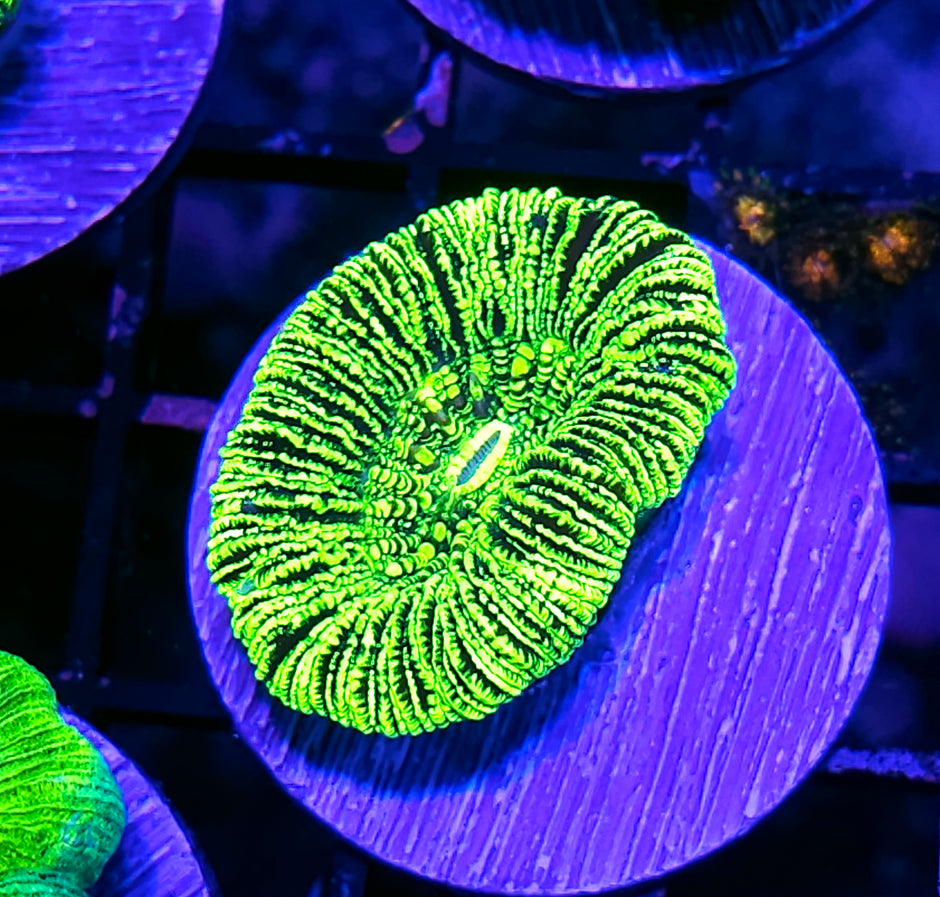 Kryptonite Konvict Trachyphyllia