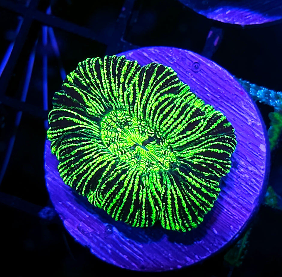 Kryptonite Konvict Trachyphyllia
