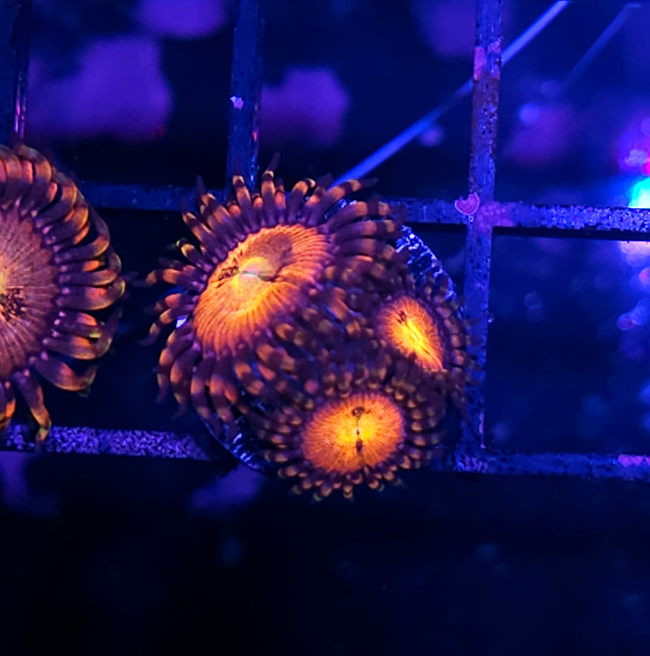 HF Solar Deities Zoas
