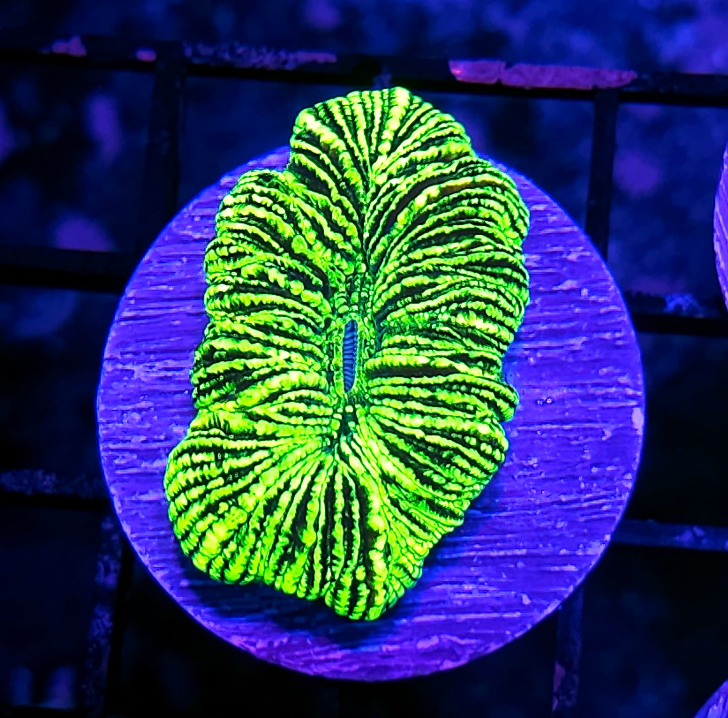 Kryptonite Konvict Trachyphyllia