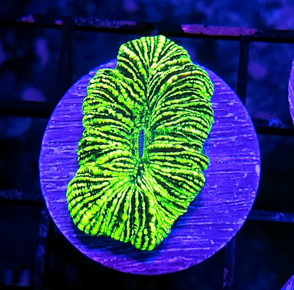 Kryptonite Konvict Trachyphyllia
