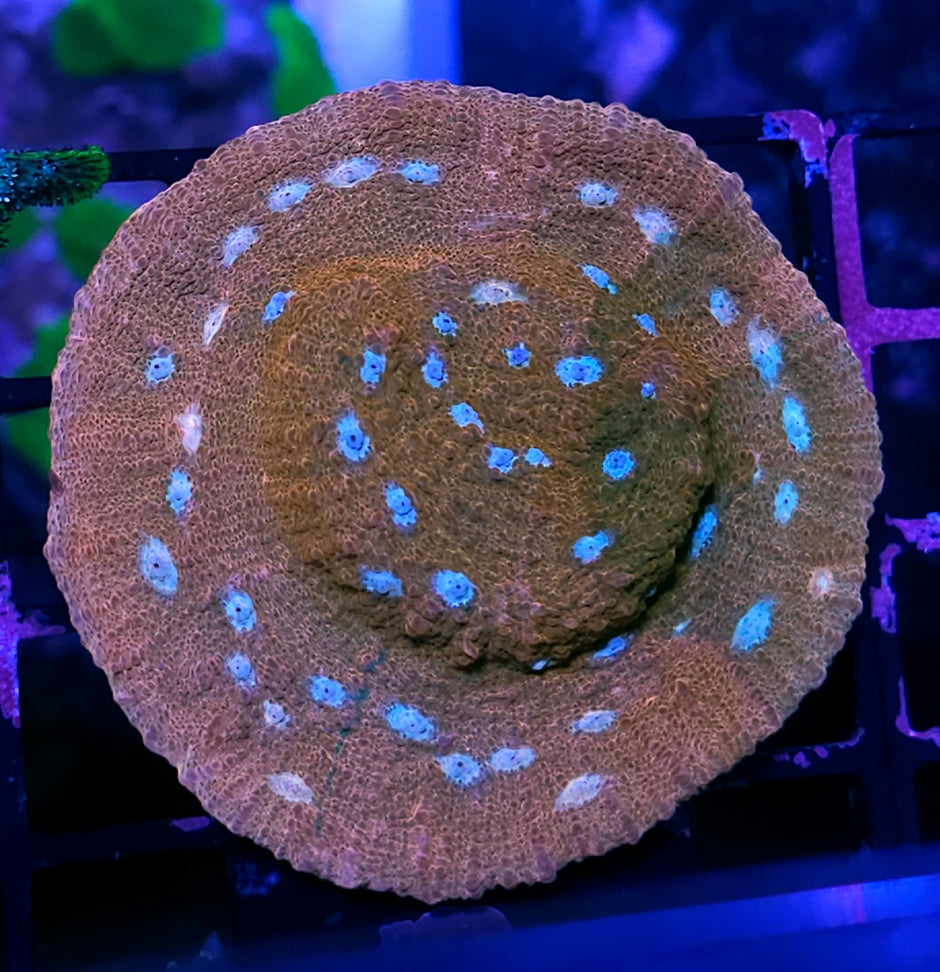 JF Orange Zombie 🧟‍♂️ Cupping Chalice Colony