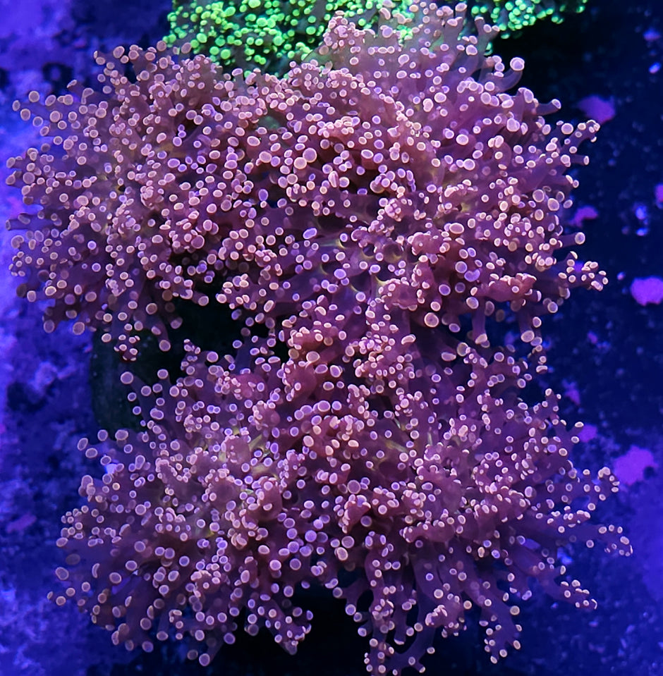 Approx 5 Head Orange Frogspawn Colony