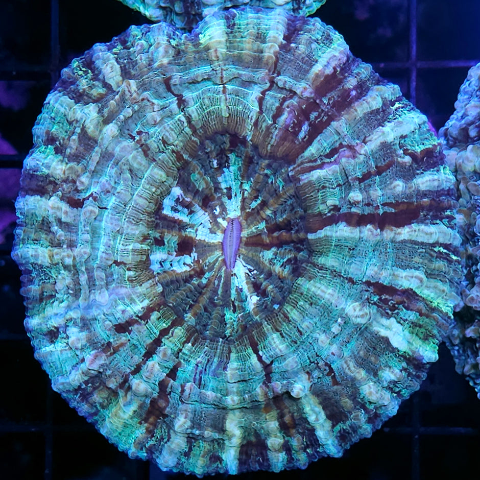 Time Traveler Acanthophyllia