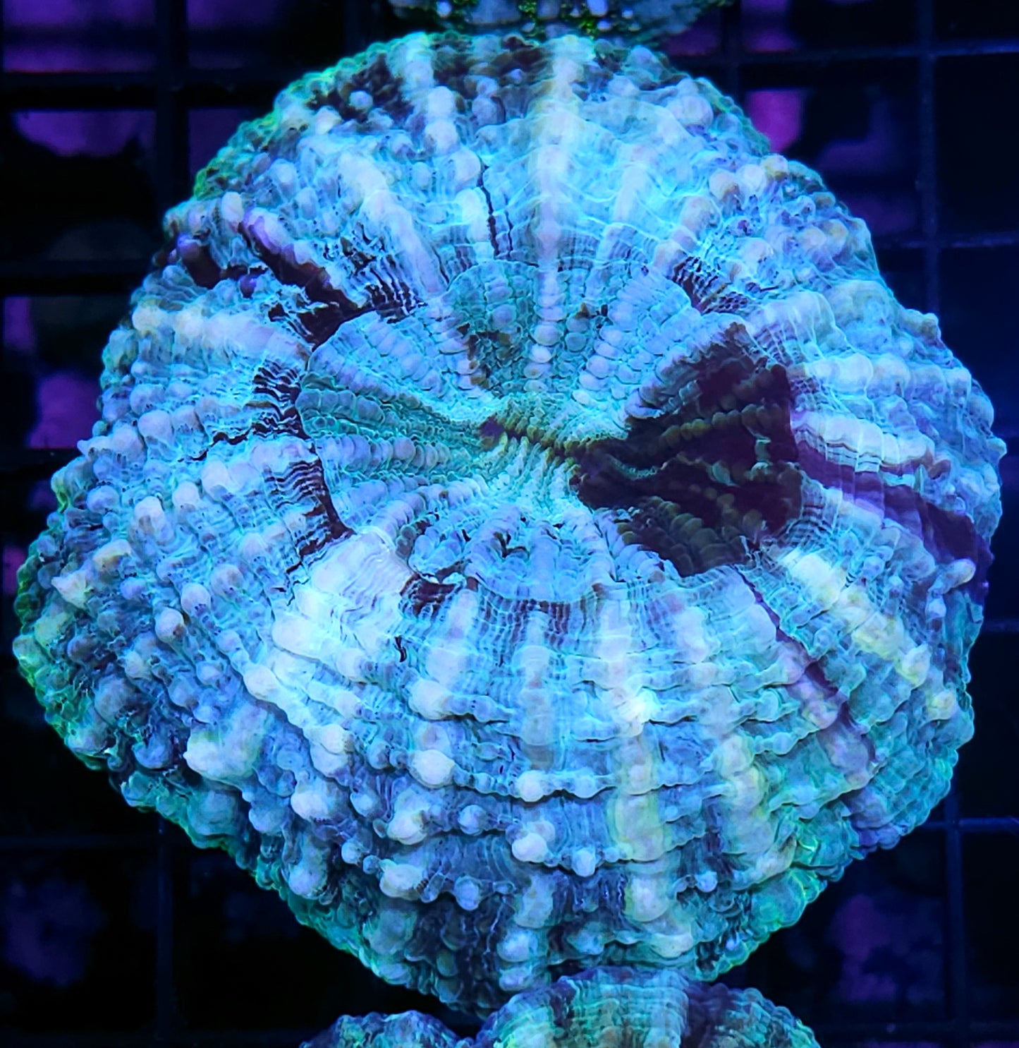 Aquatica Acanthophyllia