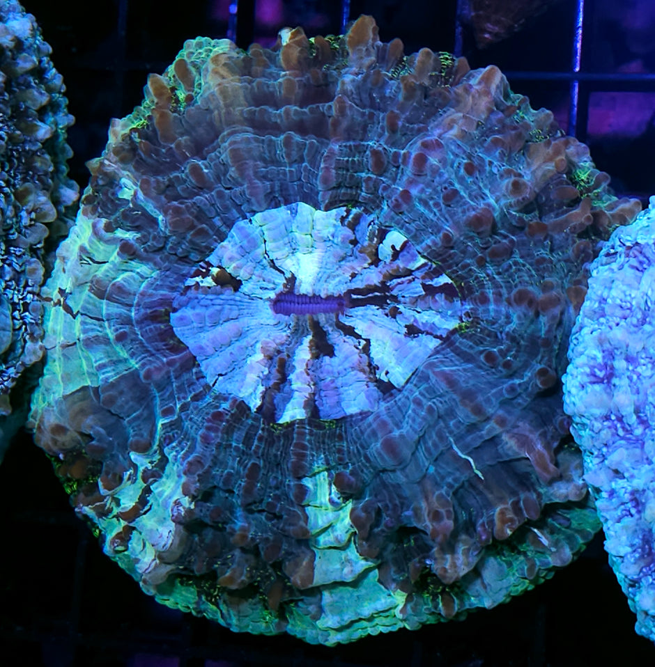 Barbarian Acanthophyllia