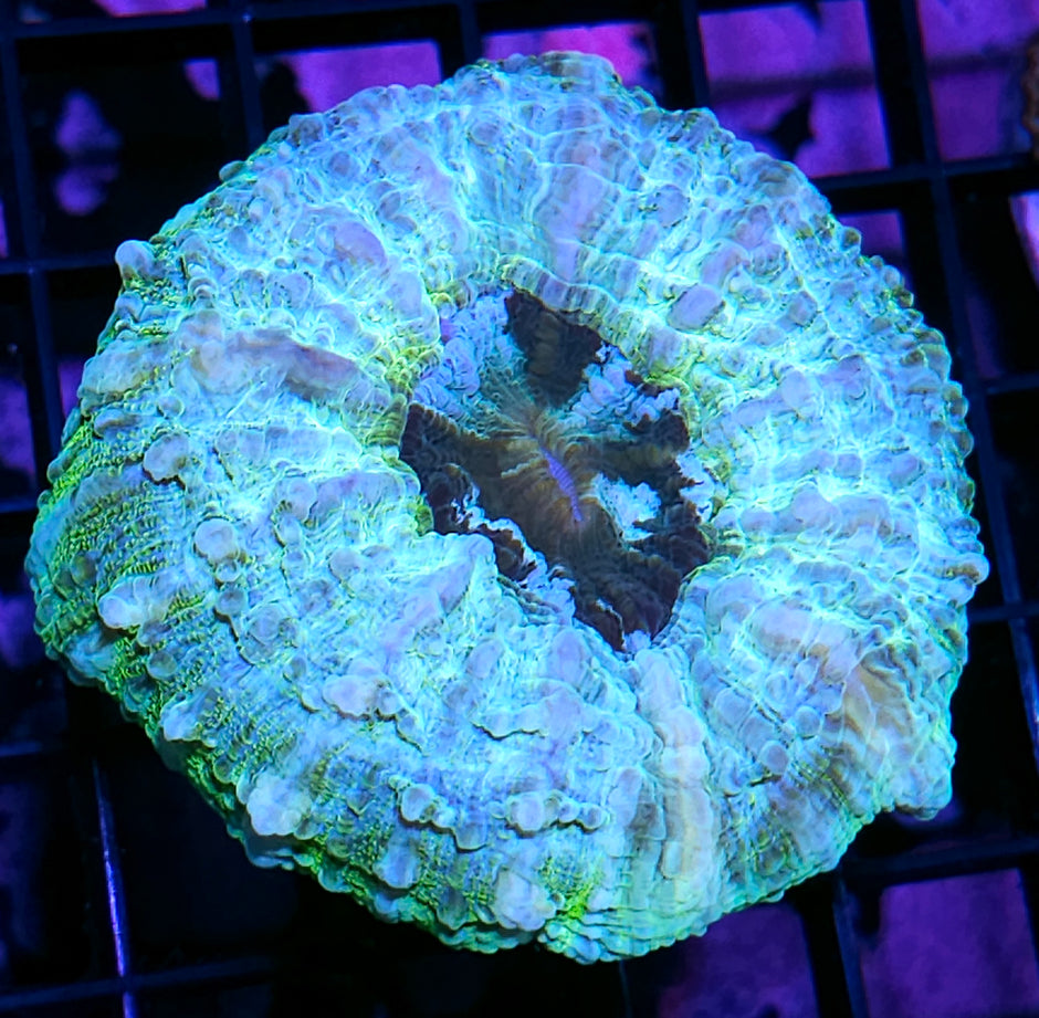 Lemon Zest Acanthophyllia