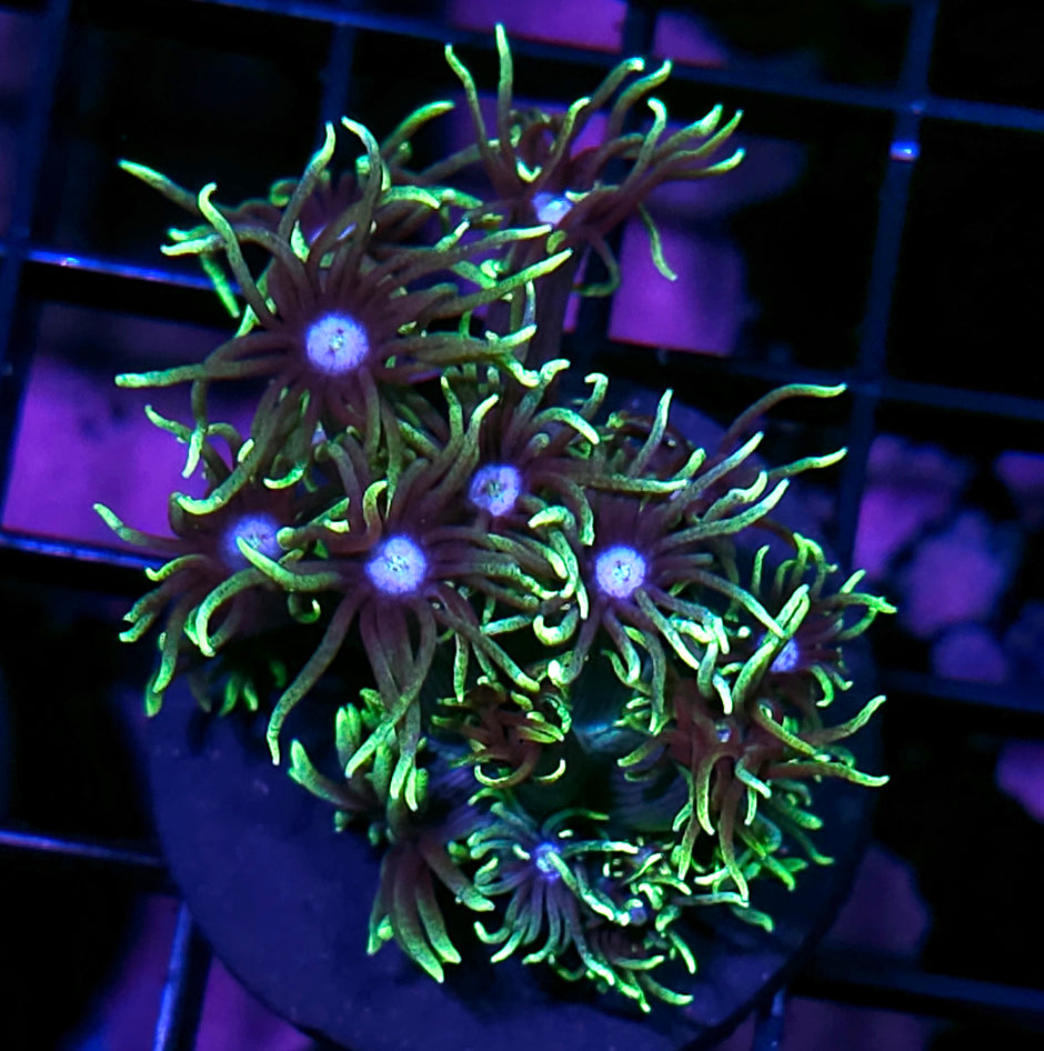 Vixen Goniopora