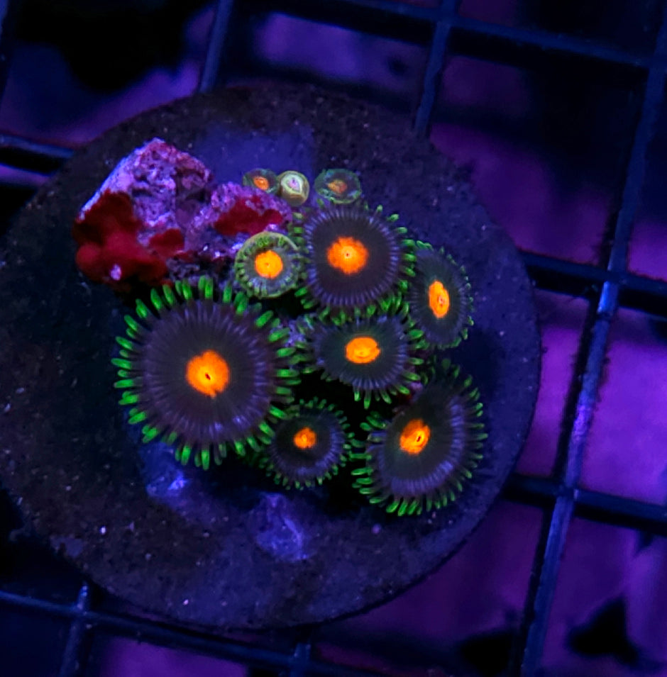 Catacombs Zoas