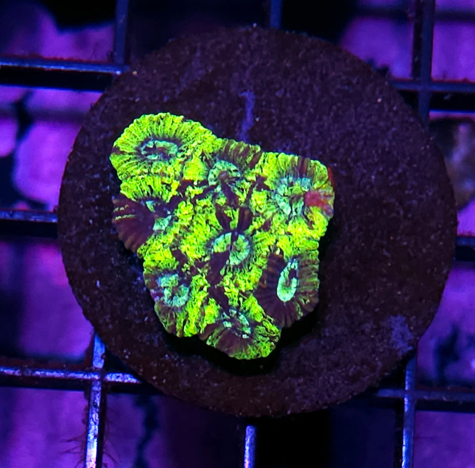 HF Dripped Out Micro Favia