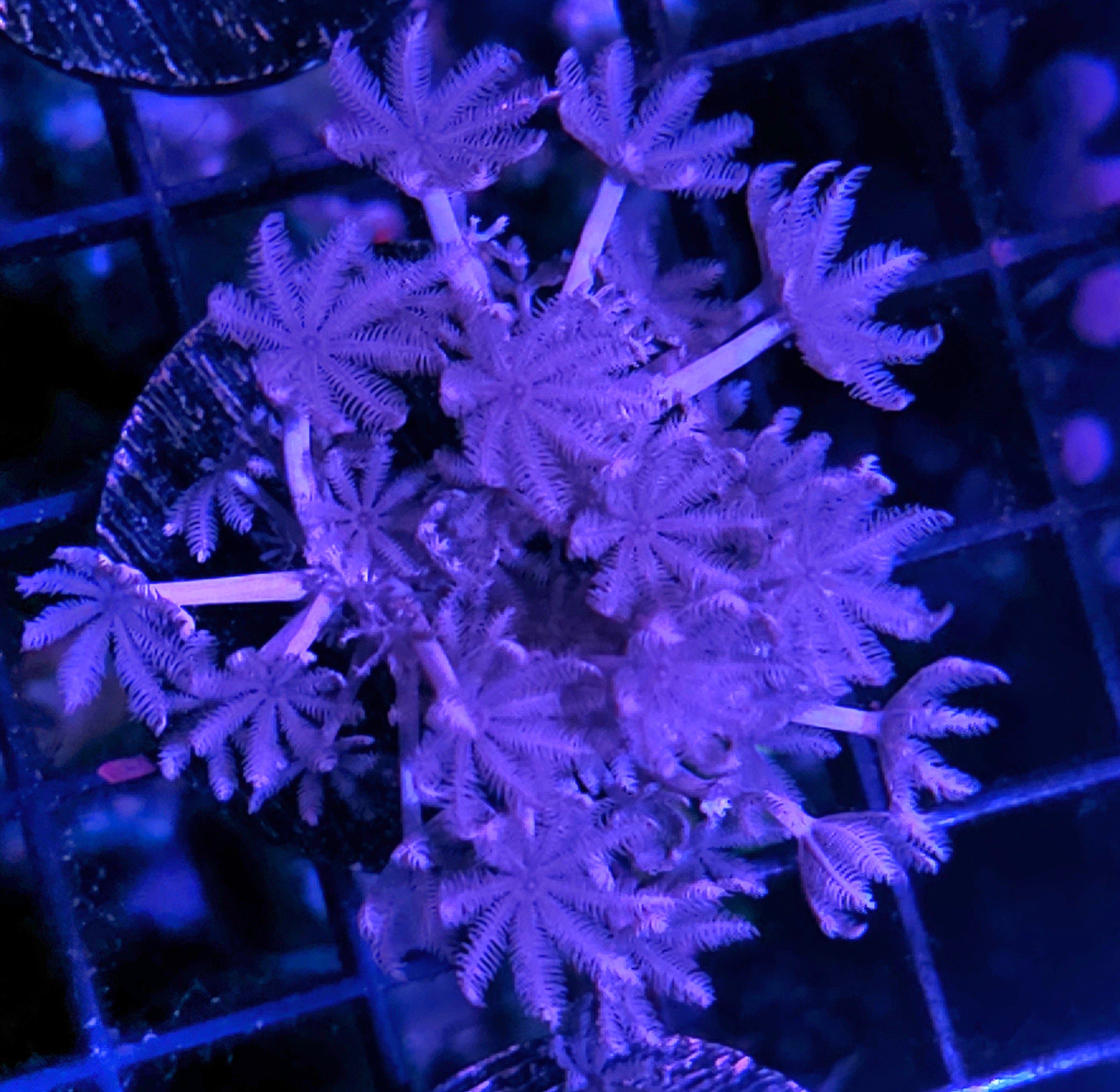 All Coral – Hellfire Frags