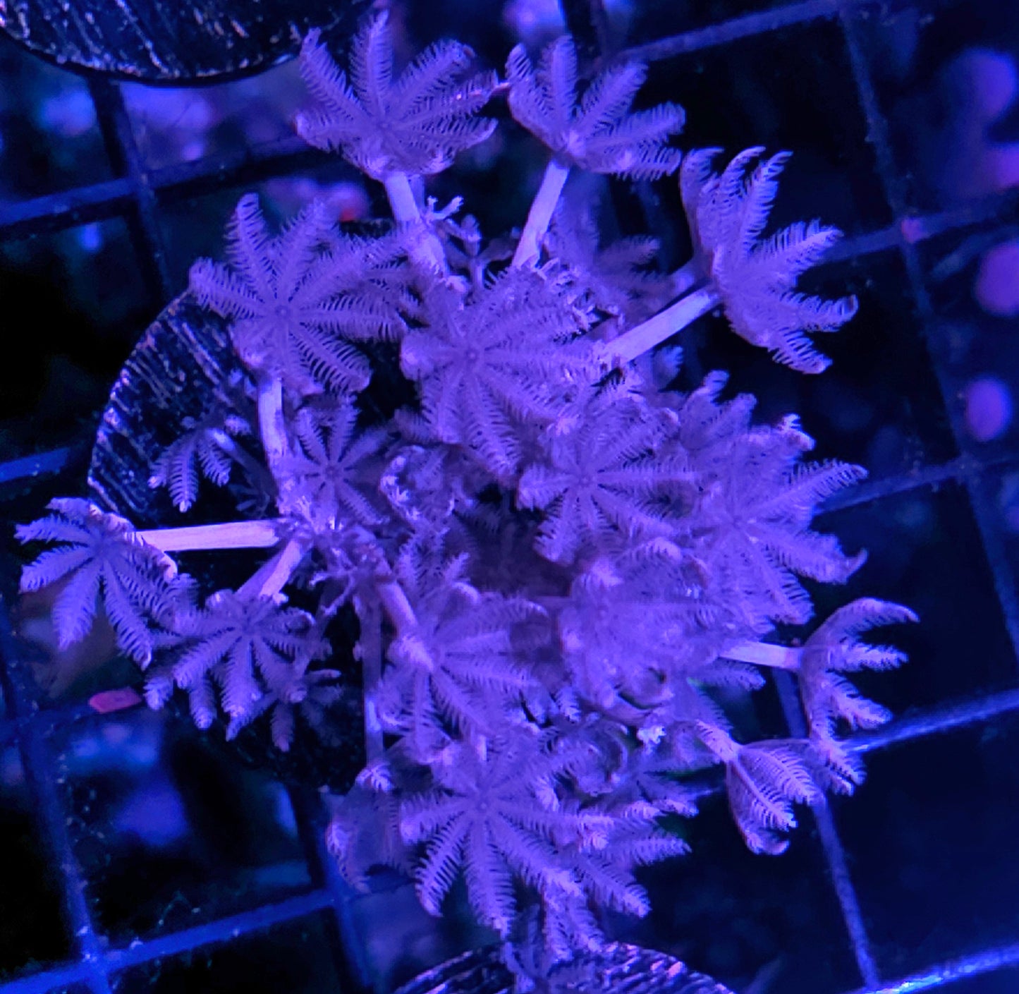African Blue Pumping Xenia Colony