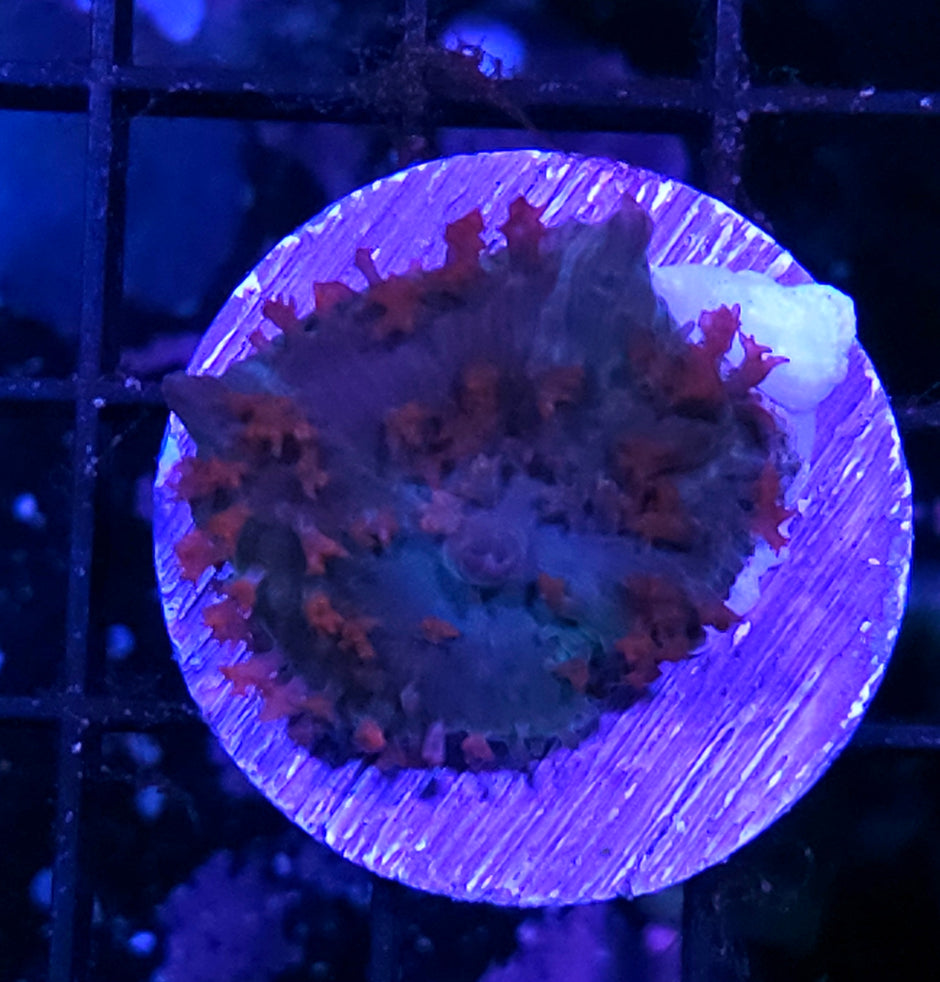 Superman St Thomas Mushroom
