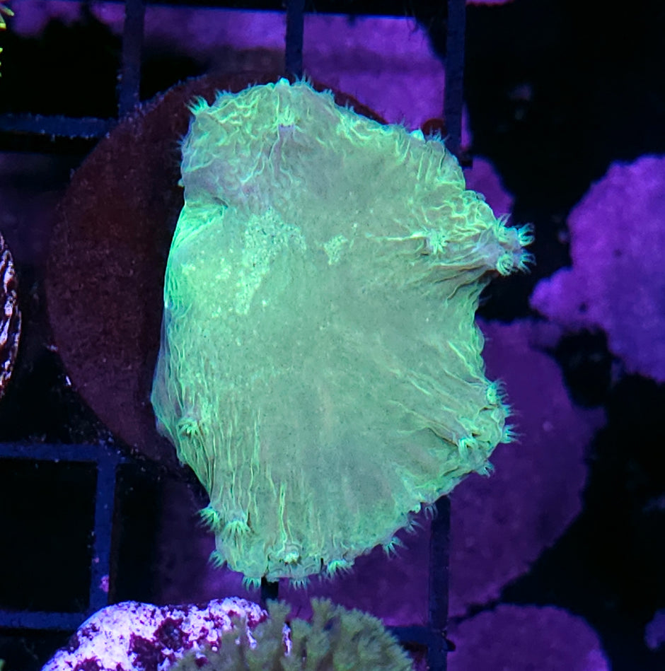 Toxic Green Cabbage Leather