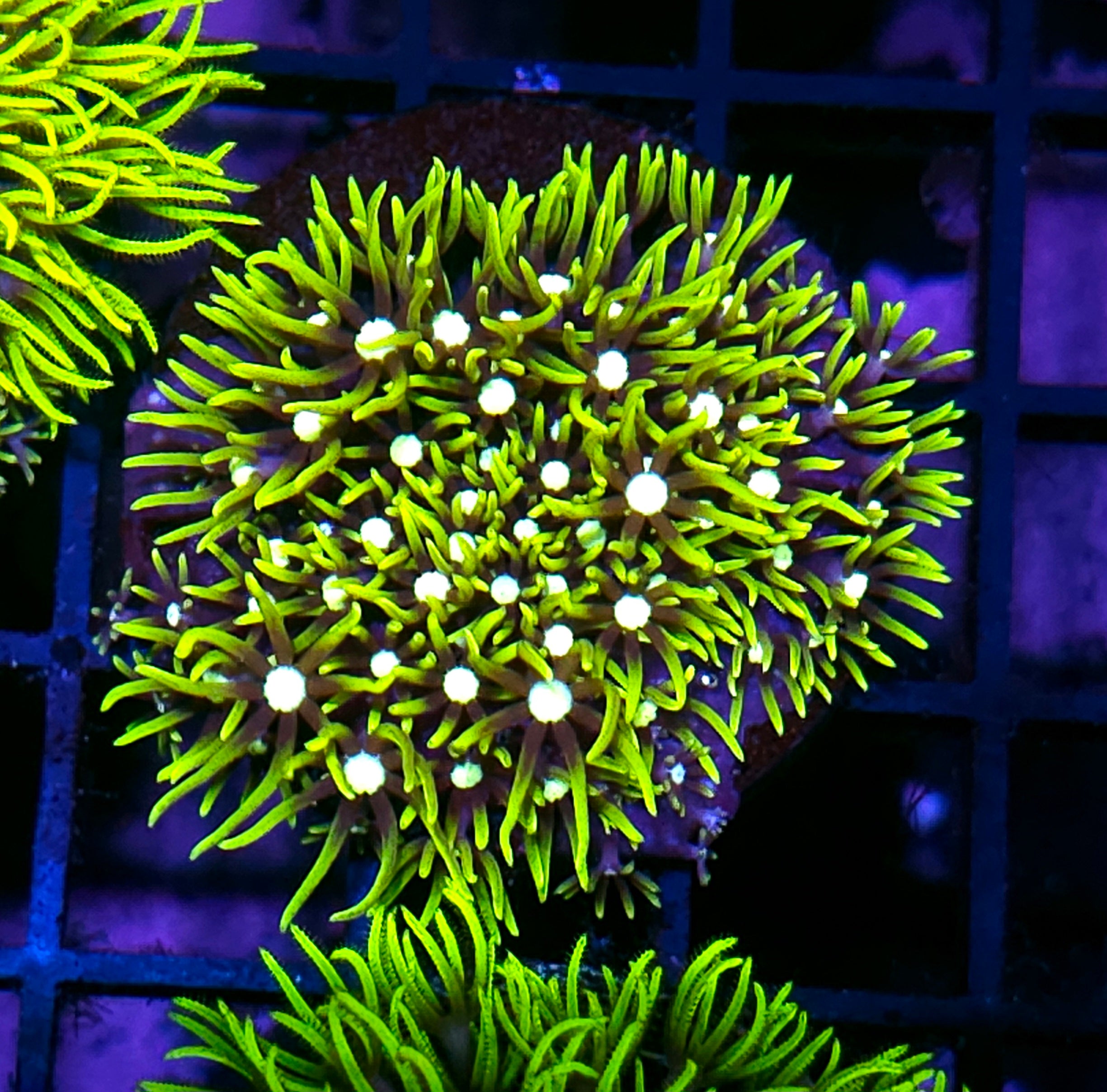 All Coral – Hellfire Frags