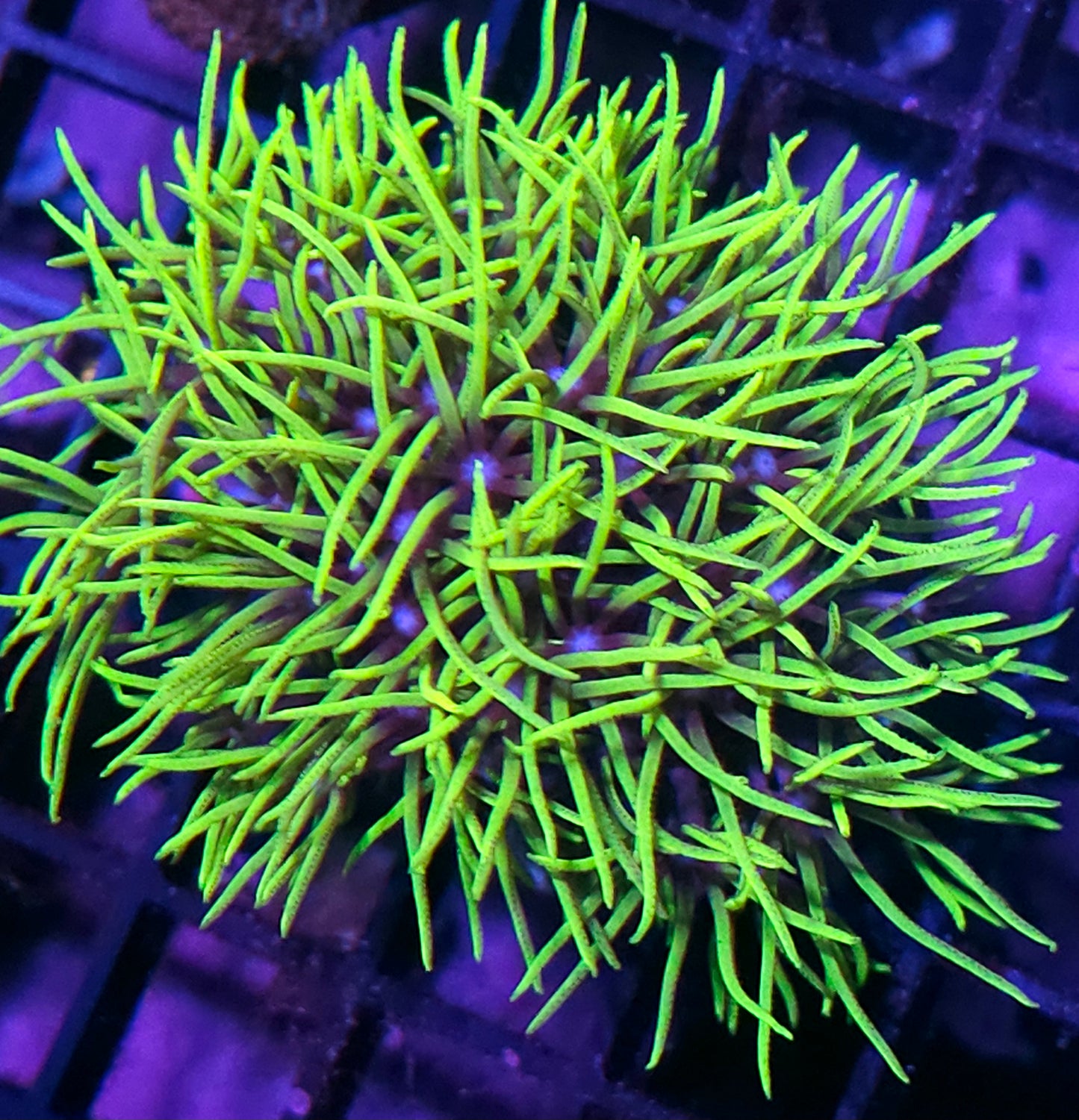 Crazy Green GSP