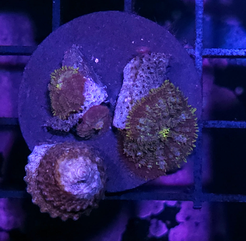 Ganja Gods Pom Pom Mushrooms