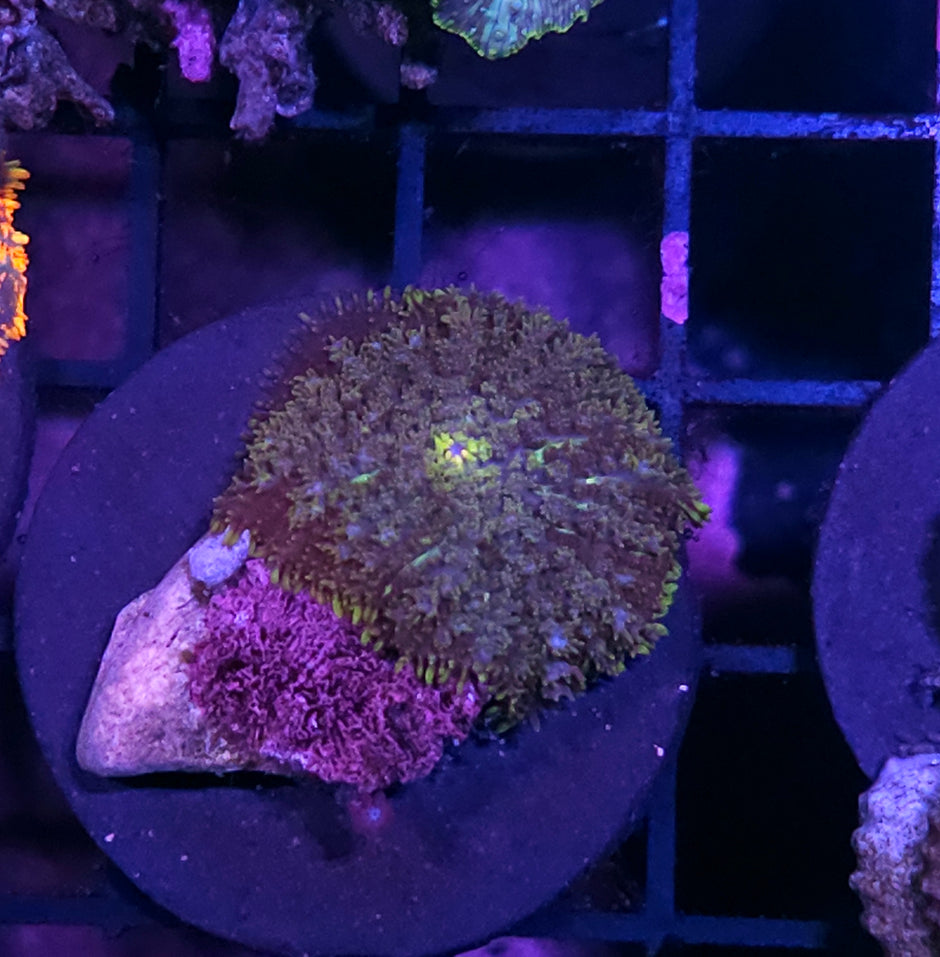 Ganja Gods Pom Pom Mushroom