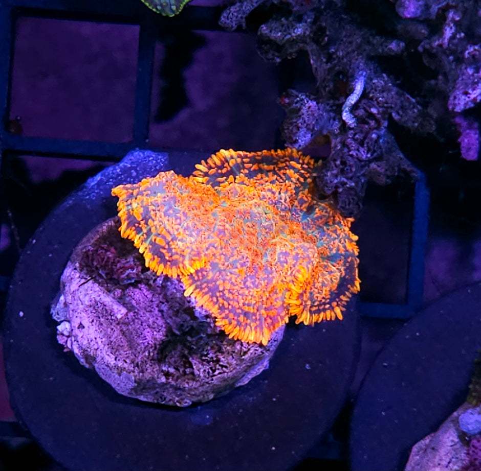 Electro Orange Mushroom